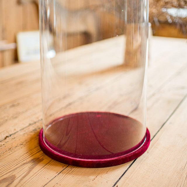 Burgundy Large Antique Display Dome, Edwardian, Glass, Showcase, Taxidermy, Circa 1910 For Sale - Image 8 of 11