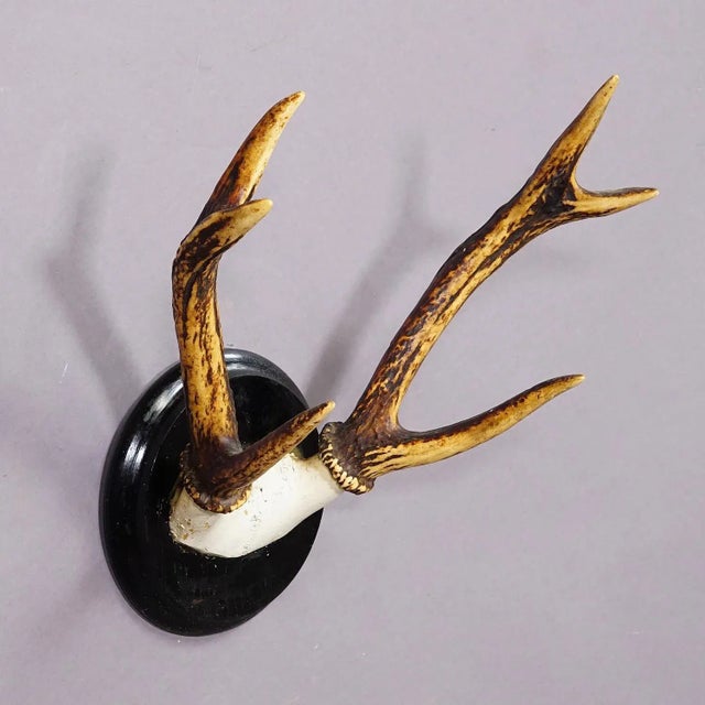 Rustic Black Forest Sika Deer Trophy on Wooden Plaque - Germany ca. 1900s For Sale - Image 3 of 6