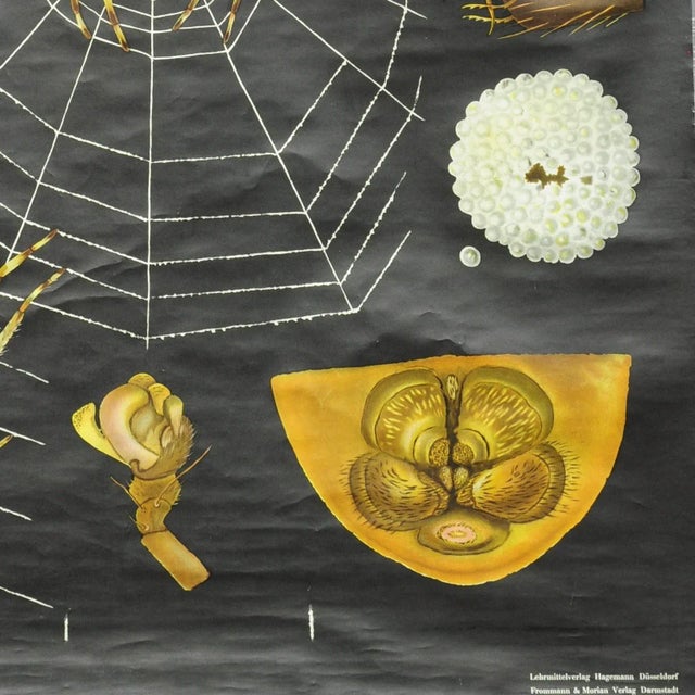 Vintage Cross Spider Araneus Marmoreus Rollable Wall Chart by Jung Koch Quentell For Sale - Image 6 of 7