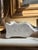 Sculpture Materials Vintage Staffordshire-Style Painted Chalkware Spaniel Dog Figurine For Sale - Image 7 of 7