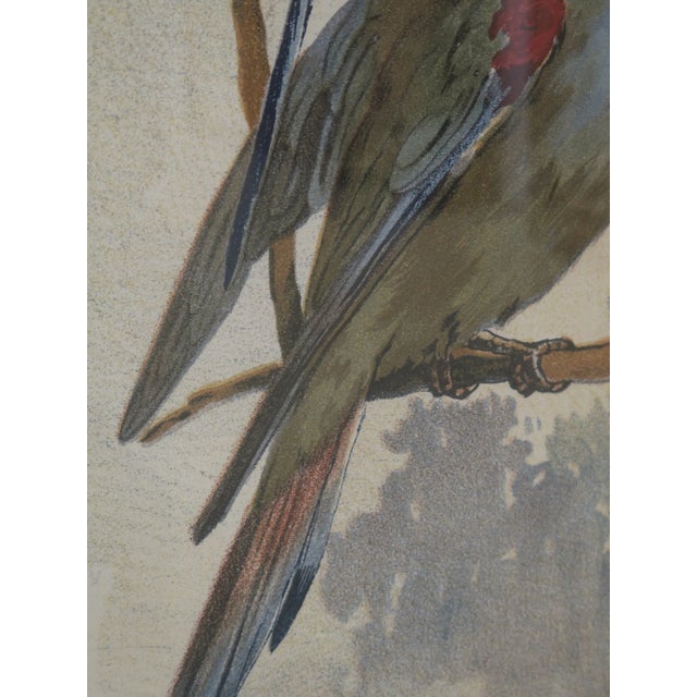 1990s Vintage Professionally Framed Bird Art For Sale - Image 4 of 9