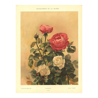 1903 Antique French Botanical Chromolithograph-Roses, Documentation For Sale