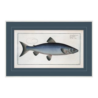 Blue Fish III Framed Art Print For Sale