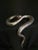 2020s Paige Barnes Dorsey Cold-Hearted Snake #234 Sculpture For Sale - Image 5 of 6