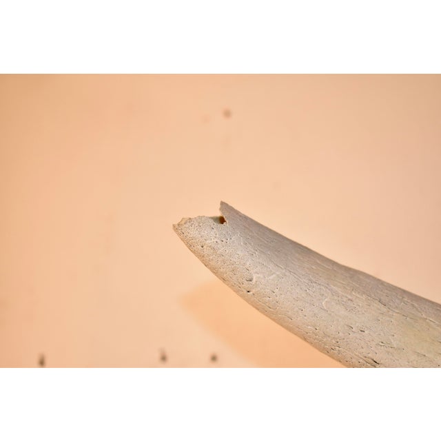 Circa 1970's Mounted Steer Skull For Sale - Image 9 of 10