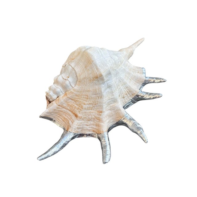 Monumental 13” Natural Shell, Silver Leaf Lambis Spider Conch Sculpture, Organic Coastal Objet D’Art For Sale - Image 4 of 8