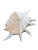 Monumental 13” Natural Shell, Silver Leaf Lambis Spider Conch Sculpture, Organic Coastal Objet D’Art For Sale - Image 4 of 8