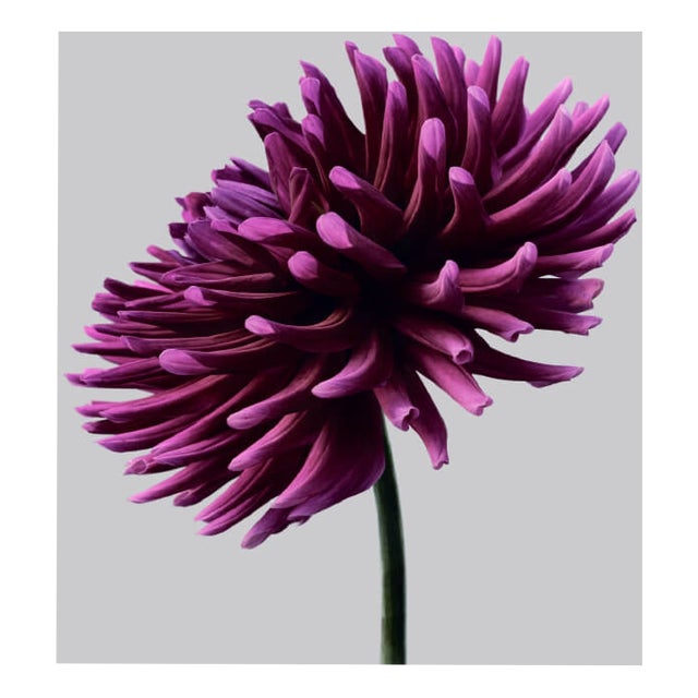 Philip Gatward, Dahlia 3, Archival Pigment Print For Sale