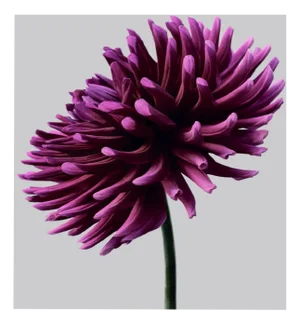 Philip Gatward, Dahlia 3, Archival Pigment Print