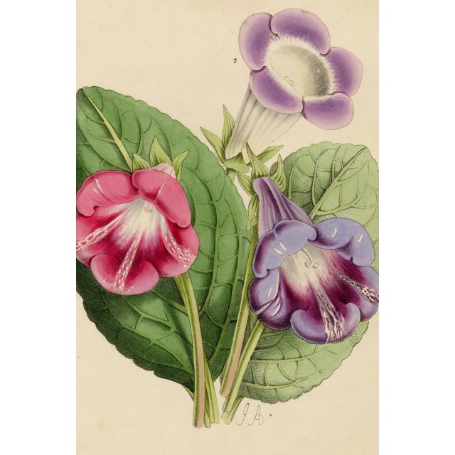 This botanical lithograph comes from the mid 19th century publication "The Floral Magazine: Figures and Descriptions of...