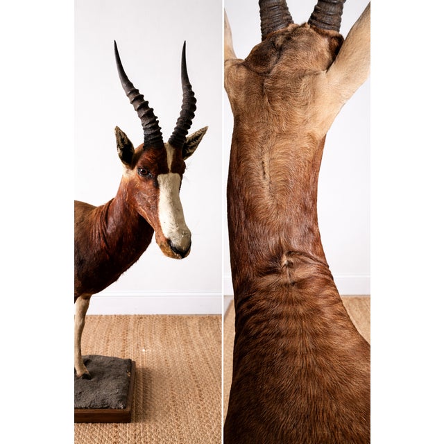 A striking and highly sculptural taxidermy blesbok, beautifully preserved and presented as a full-body mount. Native to...