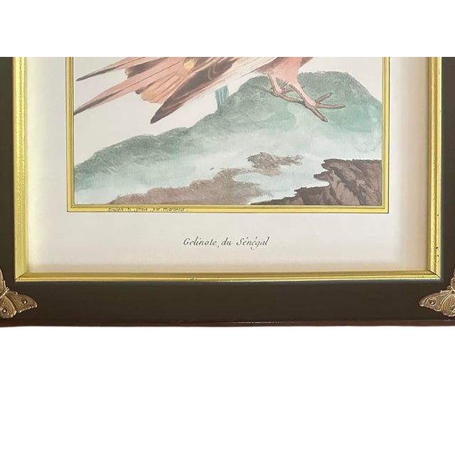 Pair of Chelsea House French Ornithological Bird Prints Featuring a Wood Grouse & a Blue & Yellow Macaw, in Ebony Frames With Brass Butterfly Corners For Sale In Dallas - Image 6 of 10