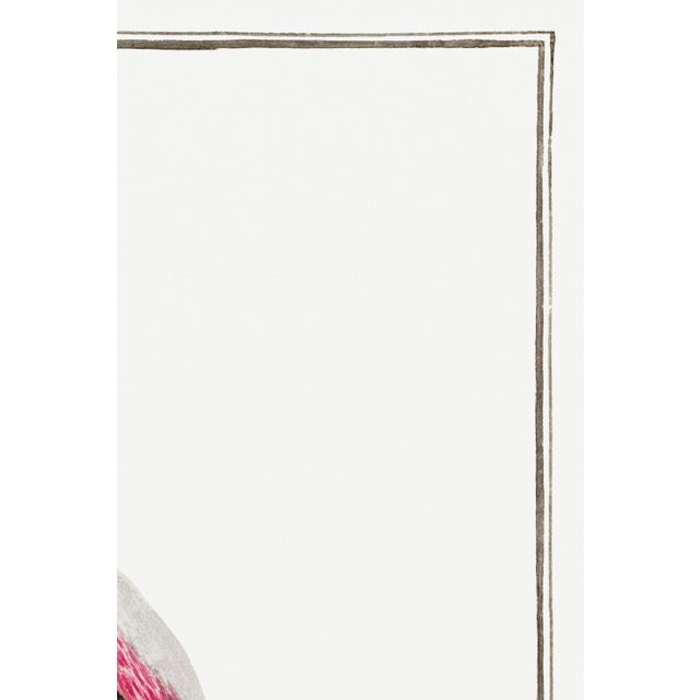 Greater Flamingo by Robert Jacob Gordon, Vintage Art Print Reproduction, 24" × 36" For Sale - Image 4 of 7