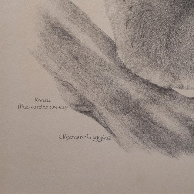 Vintage Wildlife Picture Trio, Australian Interest, Framed Prints, Animal Art For Sale - Image 11 of 12