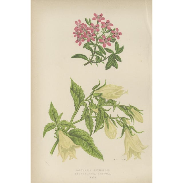 Title: Alpine Botanical Print of Rock Soapwort and Nodding Bellflower, 1874 : This charming botanical lithograph,...