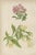 Title: Alpine Botanical Print of Rock Soapwort and Nodding Bellflower, 1874 : This charming botanical lithograph,...