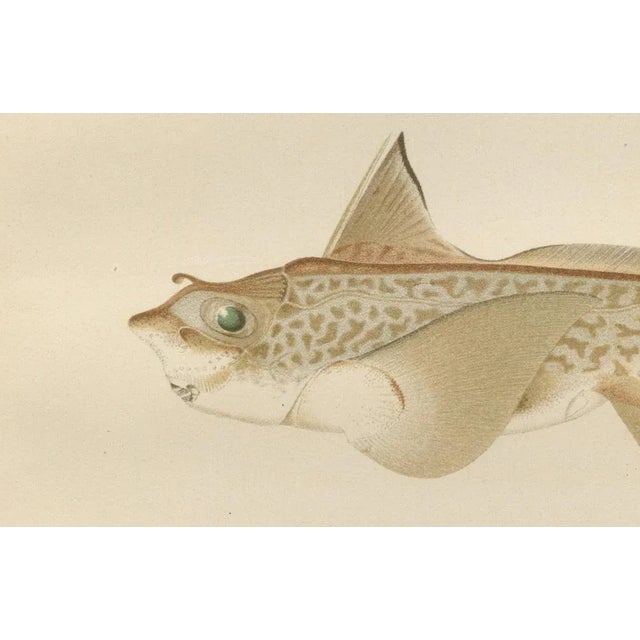 Scandinavian Sturgeon and Chimaera, 1895, Paper For Sale - Image 4 of 10