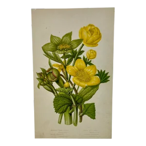Antique Botanical Print /Illustration of Mountain Globe Flowers, Marsh Marigold Flowers & Various Hellebore Flowers From England - Circa 1870