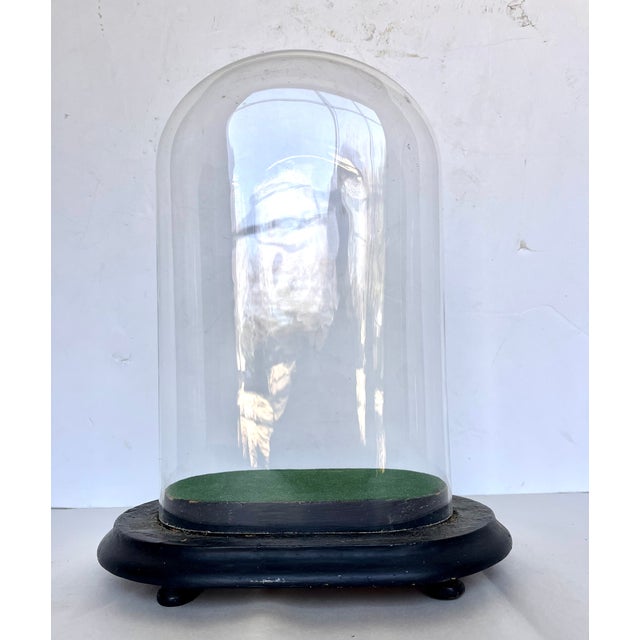 Early 1900s French Hand Blown Glass Oval Cloche on Wood Footed Base For Sale In Dallas - Image 6 of 10