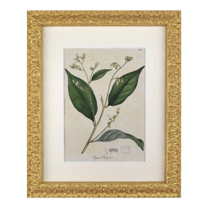 Early 19th Century English Hand Colored Floral Botanical Engraving of Benzoin by William Woodville