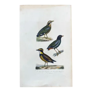 French Antique 18th Century "La Biere" Bird Engraving Hand Colored Signed Artwork