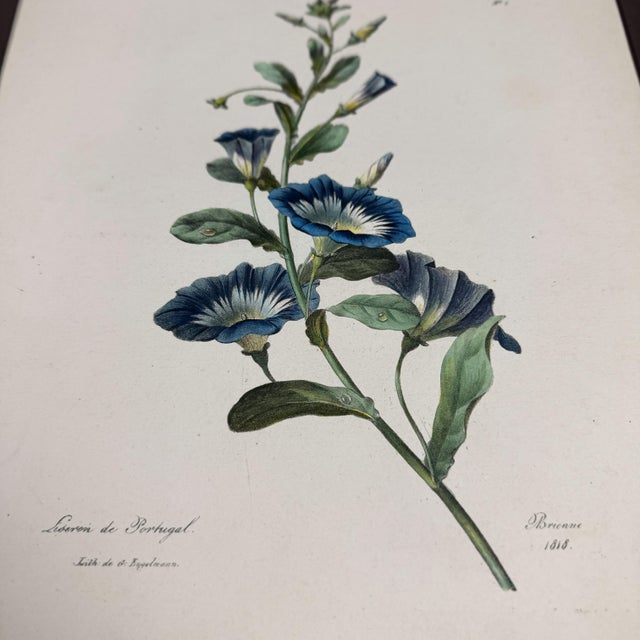 Brown Antique Botanical Print of Morning Glory | 1818 French Hand-Colored Lithograph For Sale - Image 8 of 8
