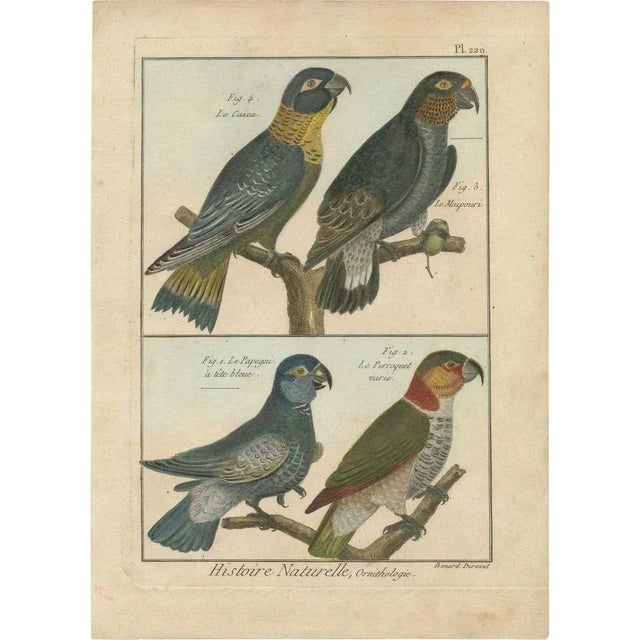 R. Bernard, 4 Parrots, 1792, Hand-Colored Copper Engraving For Sale - Image 6 of 6