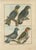 R. Bernard, 4 Parrots, 1792, Hand-Colored Copper Engraving For Sale - Image 6 of 6