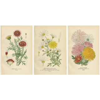 Chrysanthemum Carinatum, Paris Daisy and Chrysanthemums, 1897, Paper, Set of 3 For Sale