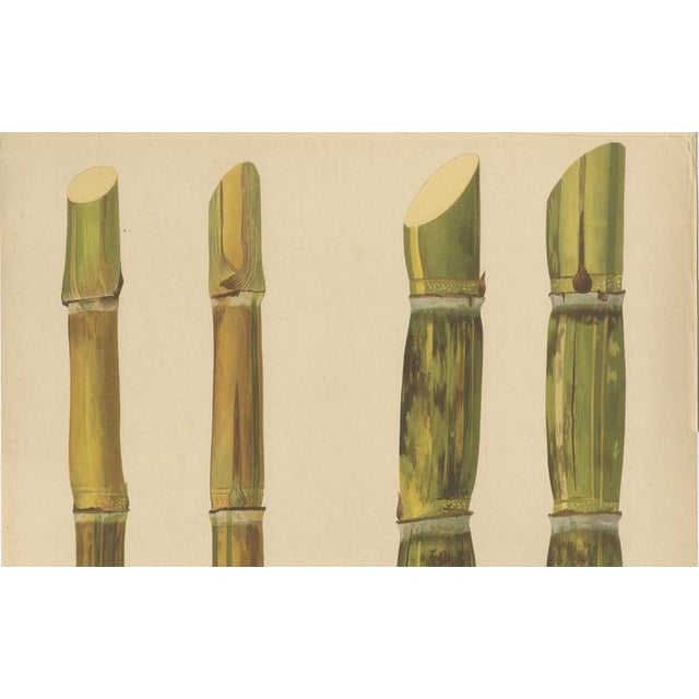 Late 19th Century Sugarcane, 1892, Paper For Sale - Image 5 of 10