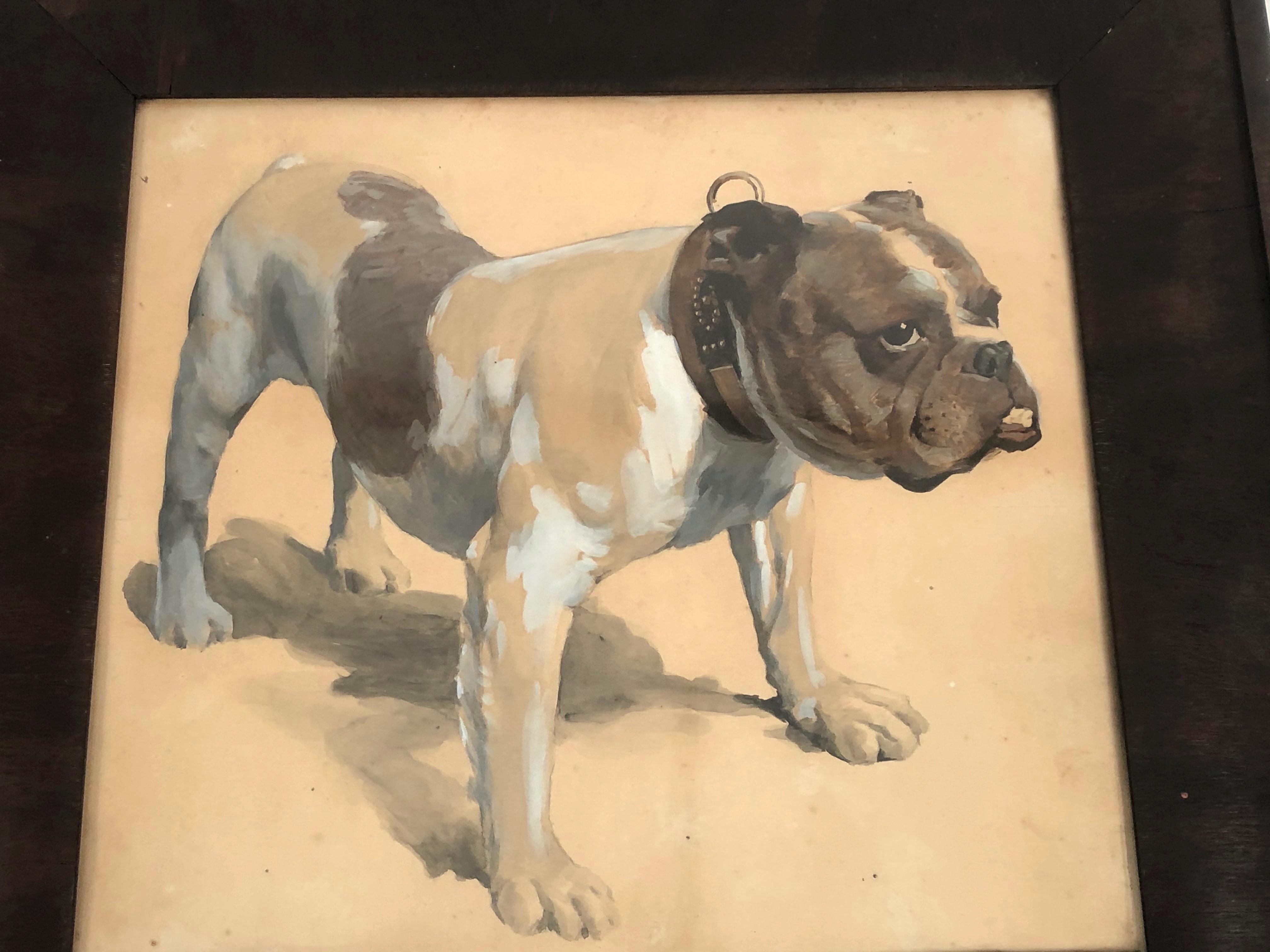 bulldog 1900