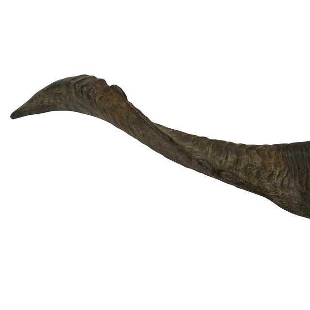 Bone 15" Rustic Natural Artistic Horn Shape Brush Accent Display For Sale - Image 7 of 7