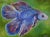 Yulias - Vibrant Betta, Oil on Canvas For Sale