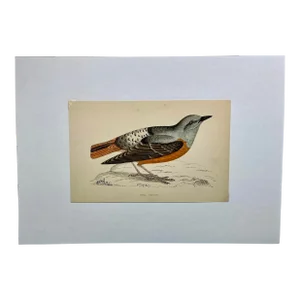 Antique Bird Print From England Showcasing a Gorgeous Orange Chested Rock Thrush - Circa 1880