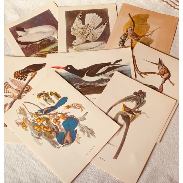 1950s Audubon Birds of America — Complete Portfolio of 50 Color Prints With Roger Tory Peterson Commentaries, Macmillan For Sale - Image 9 of 14