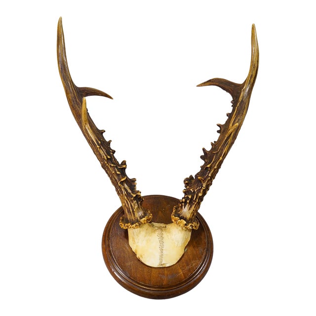 Antique Sika Deer Antler Trophy on Carved Plaque, Germany 1930s For Sale