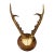 Antique Sika Deer Antler Trophy on Carved Plaque, Germany 1930s For Sale