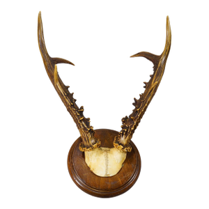 Antique Sika Deer Antler Trophy on Carved Plaque, Germany 1930s