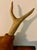 1980s Handcrafted Avant Garde Welded Animal Wall Art Sculpture With Real Antlers: Stunning For Sale - Image 5 of 7