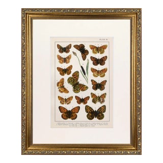 19th Century English Butterfly Print by Kappel and Kirby C.1895 For Sale