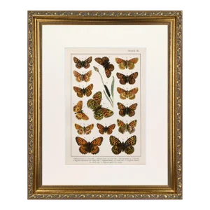 19th Century English Butterfly Print by Kappel and Kirby C.1895