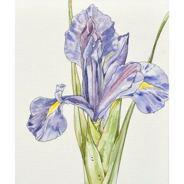 Realism Iris - Watercolor and Ink Floral Study, American Realist, Signed, 1985 by Deborah Eddy For Sale - Image 3 of 5