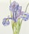 Realism Iris - Watercolor and Ink Floral Study, American Realist, Signed, 1985 by Deborah Eddy For Sale - Image 3 of 5