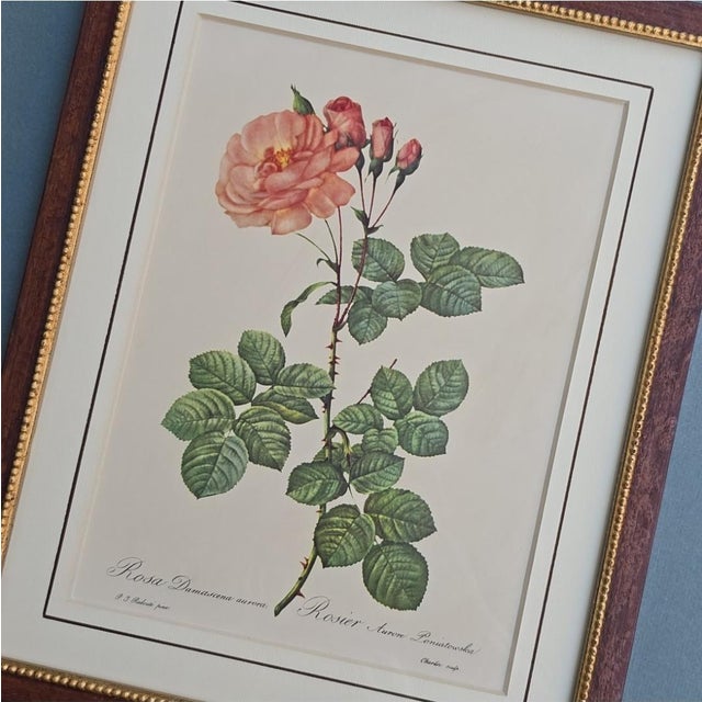 After Pierre-Joseph Redouté, Roses, 1950s, Prints, Framed, Set of 4 For Sale - Image 16 of 18