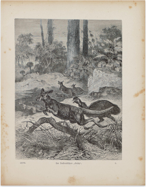 Friedrich Specht 1, Kangaroos in Danger, Lithograph, 1879