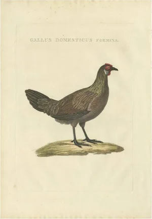 Sepp & Nozeman, Bird Illustration of a Chicken, 1829, Print