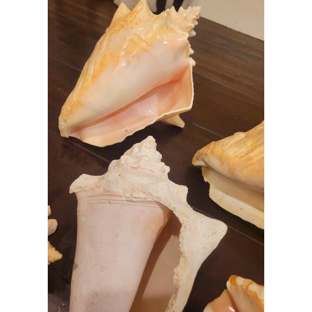 Vintage Large Coastal Genuine Natural Conch Sea Shells- Set of 6 For Sale - Image 11 of 16