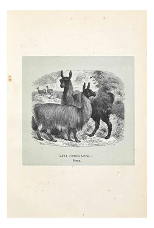 Paul Gervais, Lama, Lithograph, 1854