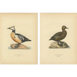 Antique Stellers Eider Duck Lithographs with Male and Female Pair, Sweden, 1929, Set of 2 For Sale