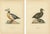 Antique Stellers Eider Duck Lithographs with Male and Female Pair, Sweden, 1929, Set of 2 For Sale